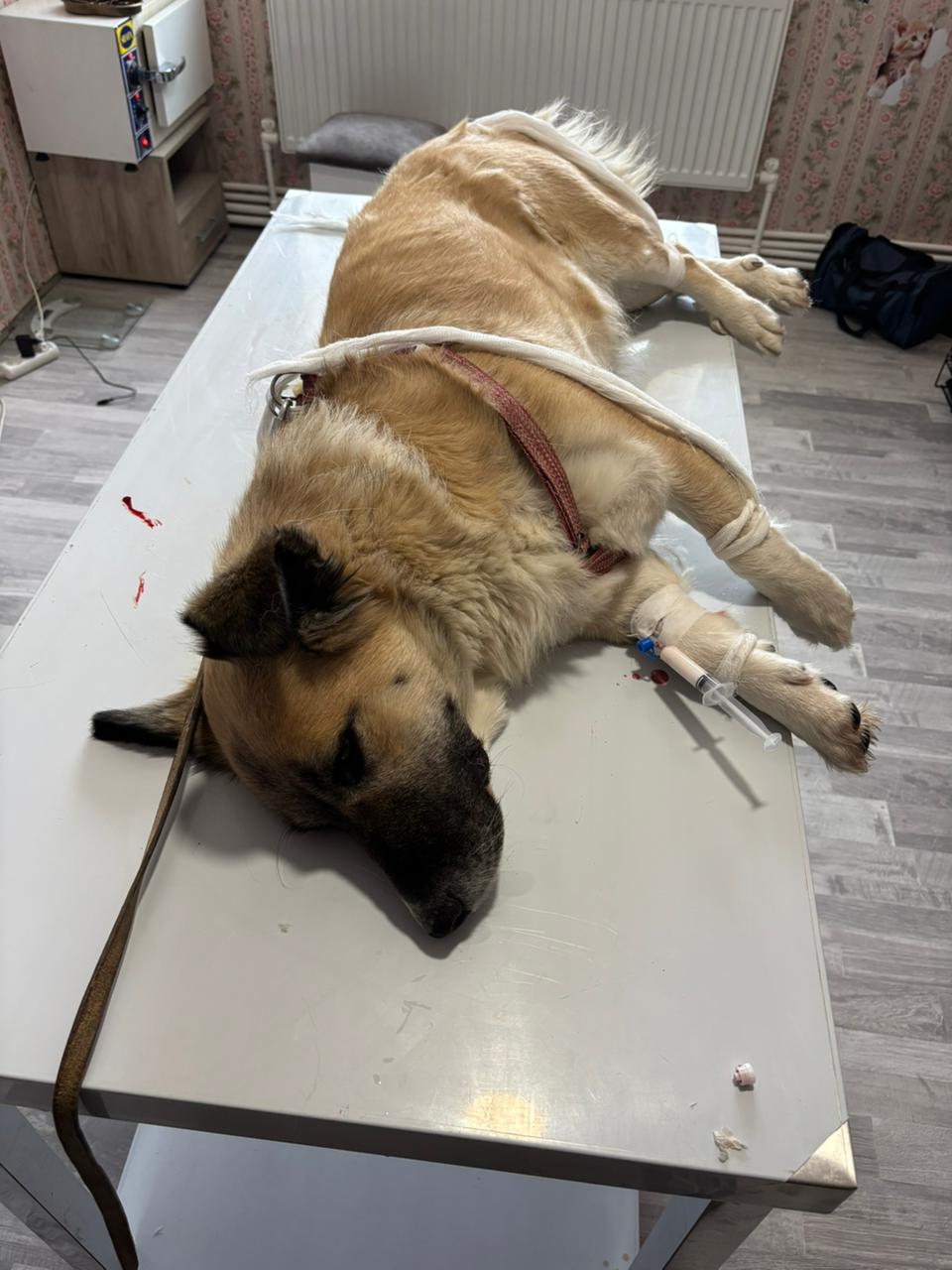 Life saving care for dogs brought in sick, injured or hit by traffic.