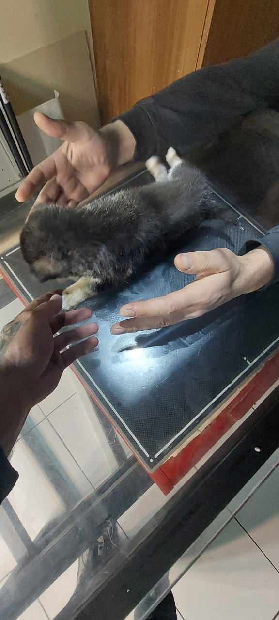 A tiny rescued puppy being weighed and examined by the team