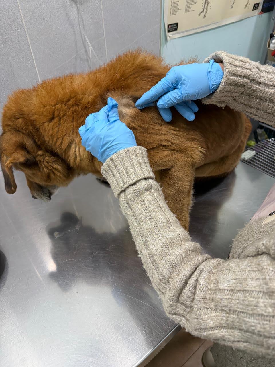 Health checks, vaccinations and neutering that stop suffering before it starts.