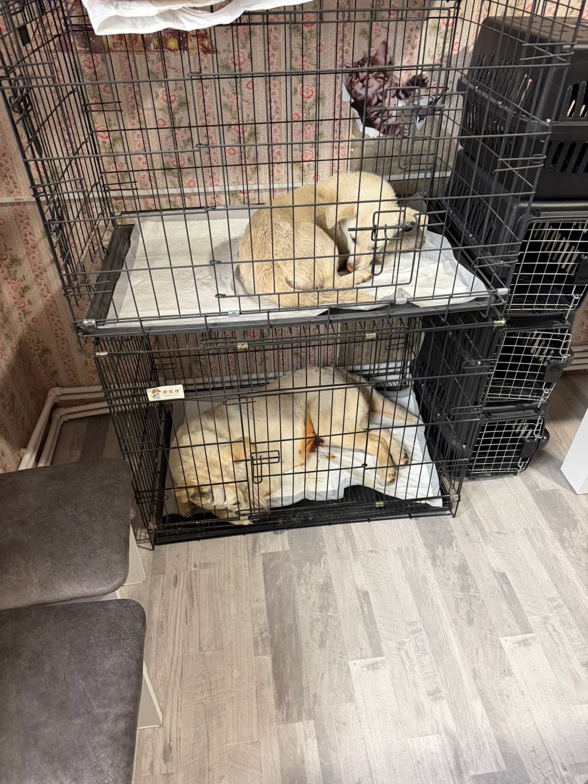 Warm, clean crates where animals rest and heal after surgery.