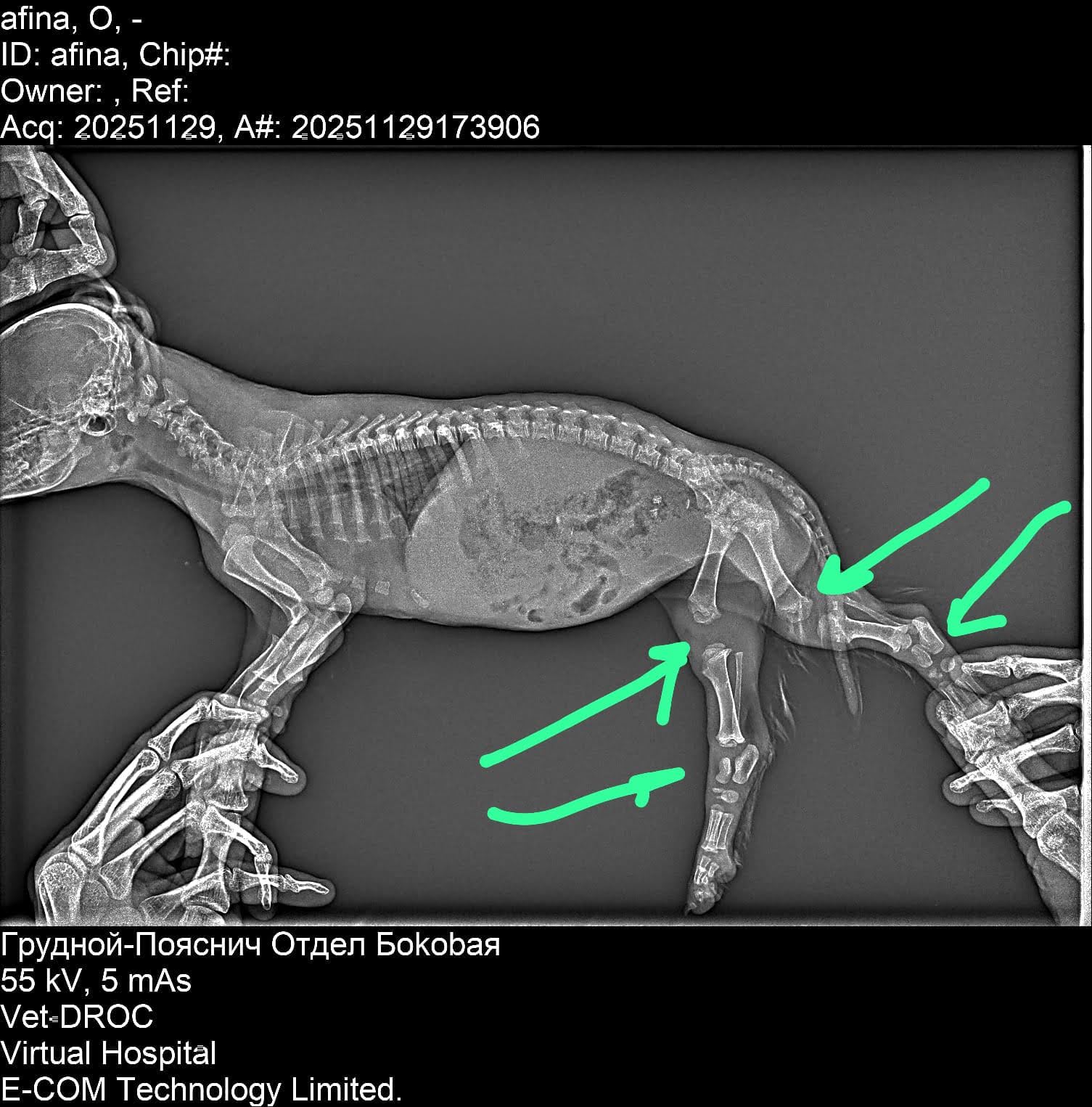 An X-ray used to diagnose Afina's injured hind legs