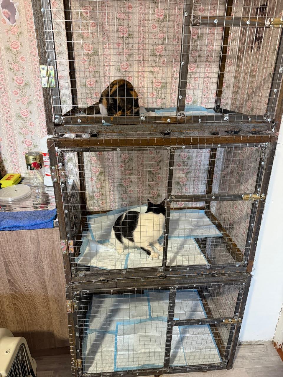 Secure pens, bedding and daily care for cats waiting for a home.