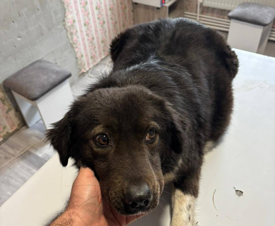 A rescued dog being comforted on a table at the veterinary clinic