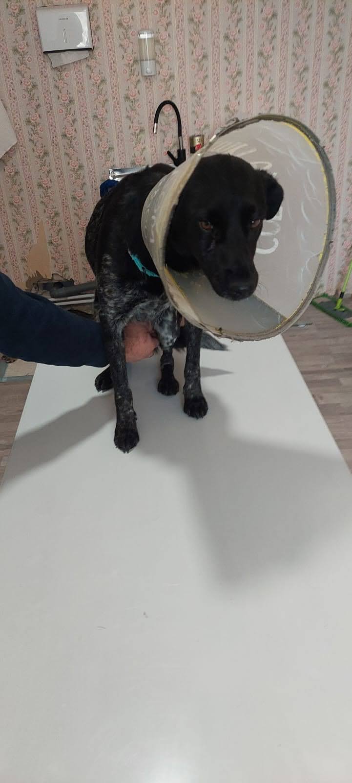 A rescued dog wearing a protective cone while recovering