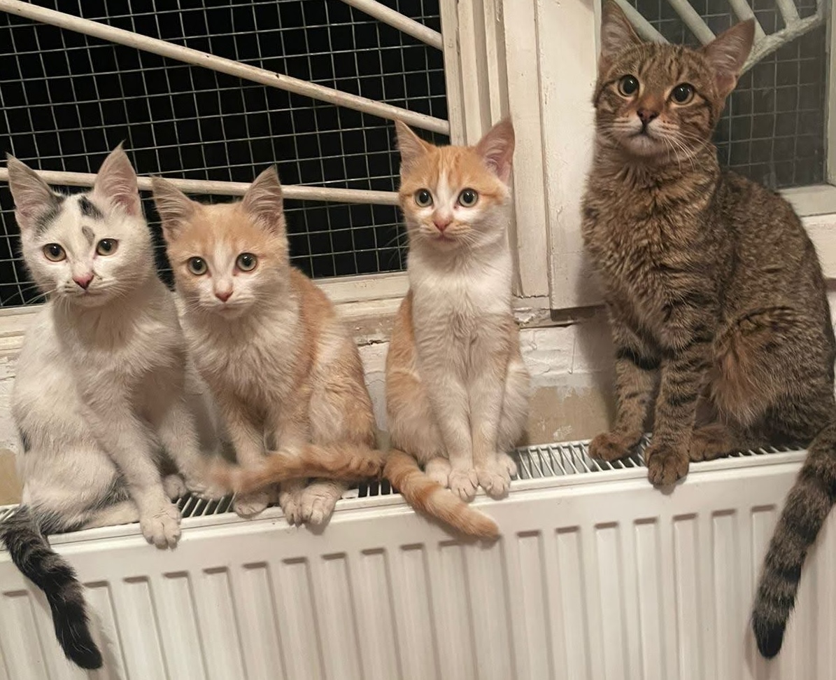 Four rescued cats sitting together on a radiator at the shelter
