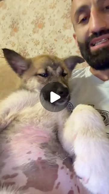 A rescued dog enjoying a safe moment at the shelter